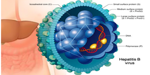 Cấu trúc của virut viêm gan B - Bị Viêm gan B có đi du học được không